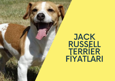 jack russell terrier fiyatları
