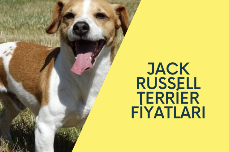 jack russell terrier fiyatları